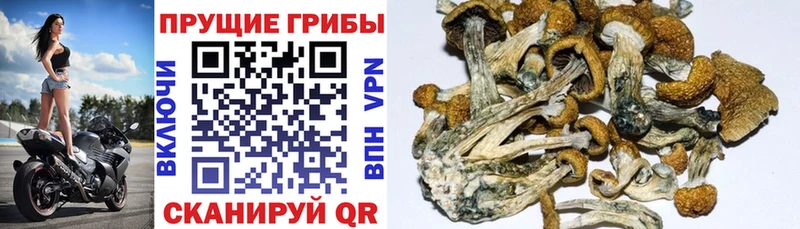 Галлюциногенные грибы Cubensis  Княгинино 